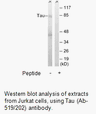 Product image for Tau (Ab-519/202) Antibody