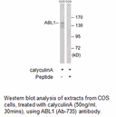 Product image for ABL1 (Ab-735) Antibody