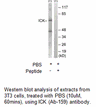Product image for ICK (Ab-159) Antibody