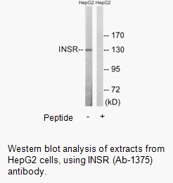 Product image for IR (Ab-1375) Antibody