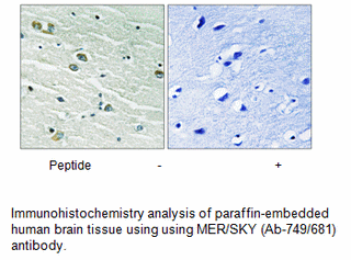 Product image for MER/SKY (Ab-749/681) Antibody