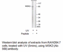 Product image for MSK2 (Ab-568) Antibody
