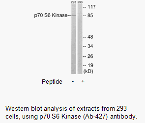 Product image for p70 S6 Kinase (Ab-427) Antibody