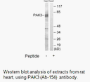 Product image for PAK3 (Ab-154) Antibody