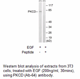 Product image for PKCD (Ab-64) Antibody