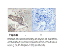 Product image for SLP-76 (Ab-128) Antibody