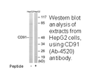 Product image for CD91 (Ab-4520) Antibody