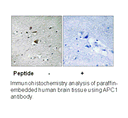 Product image for APC1 (Ab-355) Antibody