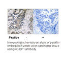 Product image for 4E-BP1 (Ab-70) Antibody