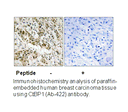 Product image for CtBP1 (Ab-422) Antibody