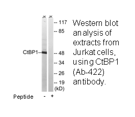 Product image for CtBP1 (Ab-422) Antibody