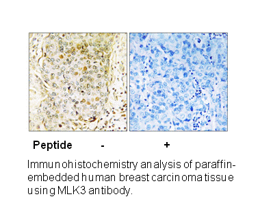 Product image for MLK3 (Ab-674) Antibody
