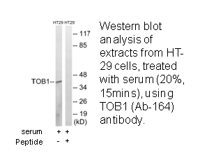 Product image for TOB1 (Ab-164) Antibody