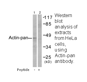 Product image for Actin-pan Antibody