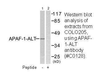 Product image for APAF-1-ALT Antibody