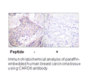 Product image for CARD6 Antibody