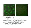 Product image for CSE1L Antibody