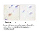 Product image for CSE1L Antibody