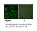 Product image for E-cadherin Antibody