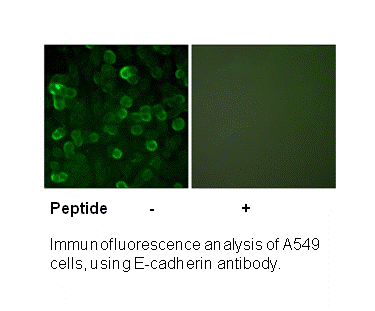 Product image for E-cadherin Antibody