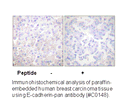 Product image for Cadherin-pan Antibody