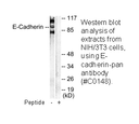 Product image for Cadherin-pan Antibody
