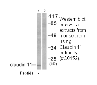 Product image for Claudin 11 Antibody
