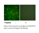 Product image for Collagen I Antibody