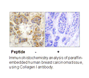 Product image for Collagen I Antibody