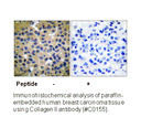 Product image for Collagen II Antibody