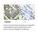 Product image for Collagen IV Antibody