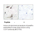 Product image for Cox1 Antibody