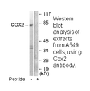 Product image for Cox2 Antibody