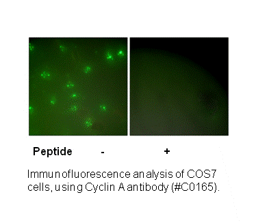 Product image for Cyclin A Antibody
