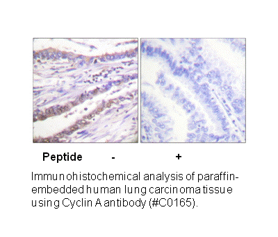 Product image for Cyclin A Antibody