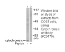 Product image for Cytochrome c Antibody