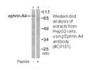 Product image for EFNA4 Antibody