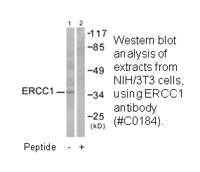 Product image for ERCC1 Antibody