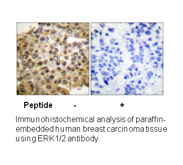 Product image for p44/42 MAPK Antibody