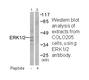Product image for p44/42 MAPK Antibody