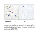 Product image for Ezrin Antibody