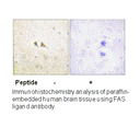 Product image for FAS ligand Antibody