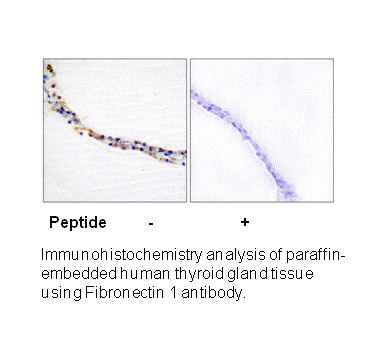 Product image for Fibronectin 1 Antibody