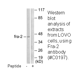 Product image for Fra-2 Antibody