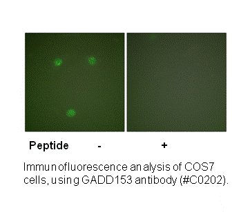 Product image for GADD153 Antibody