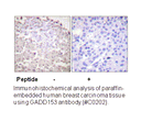 Product image for GADD153 Antibody