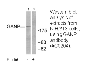 Product image for GANP Antibody