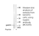 Product image for Gastrin Antibody
