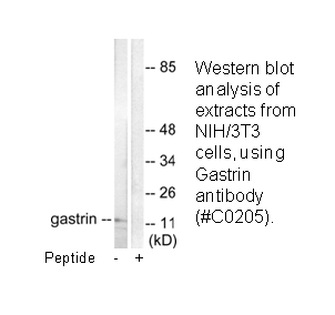 Product image for Gastrin Antibody