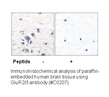 Product image for mGluR2/3 Antibody